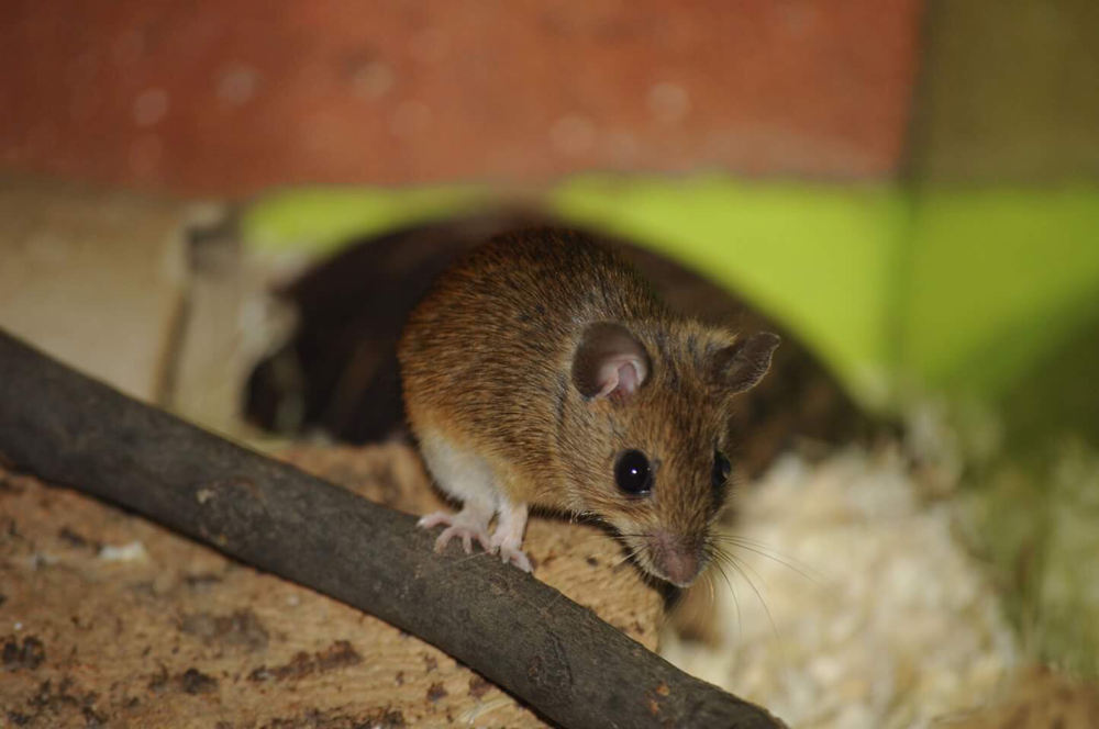 Zwerg-Waldmaus (Apodemus uralensis) | Foto: E. Neideck 