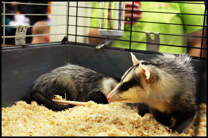 Opossums