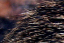nur die Haarspitzen der Baumwollratte sind hellbraun. Der Rest ist schwarz