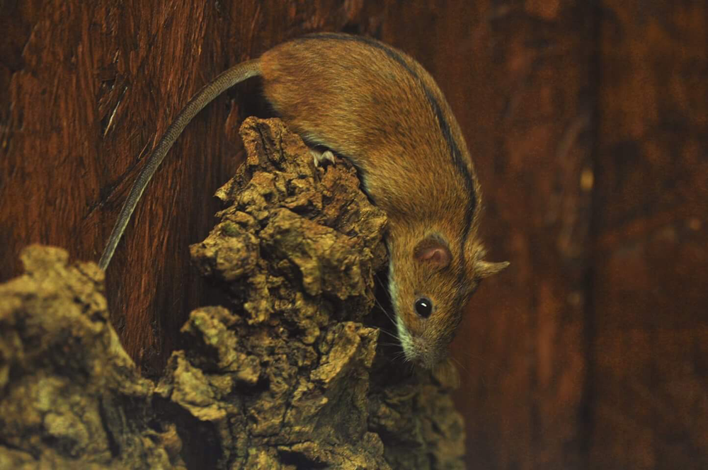 Brandmaus (Apodemus agrarius) | Foto: E. Neideck