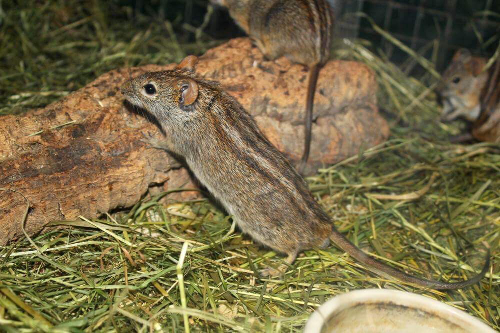 Küsten-Steiemengrasmaus(Rhabdomys pumilio) | Foto: E. Neideck