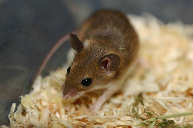 Mus minutoides oder Mus mattheyi? Kleinsäuger sui generis