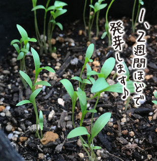 並盛り 石元商店 四万十畑 並盛り 石元商店 四万十畑