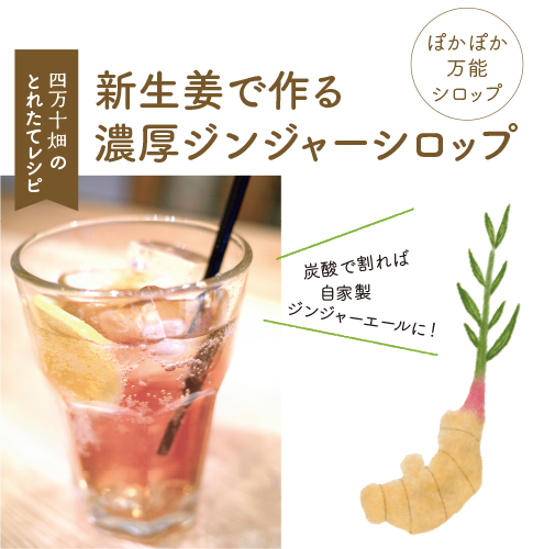 しょうが栽培キット 石元商店 四万十畑 しょうが栽培キット 石元商店 四万十畑