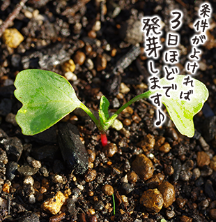 ラディッシュ栽培キット 石元商店 四万十畑