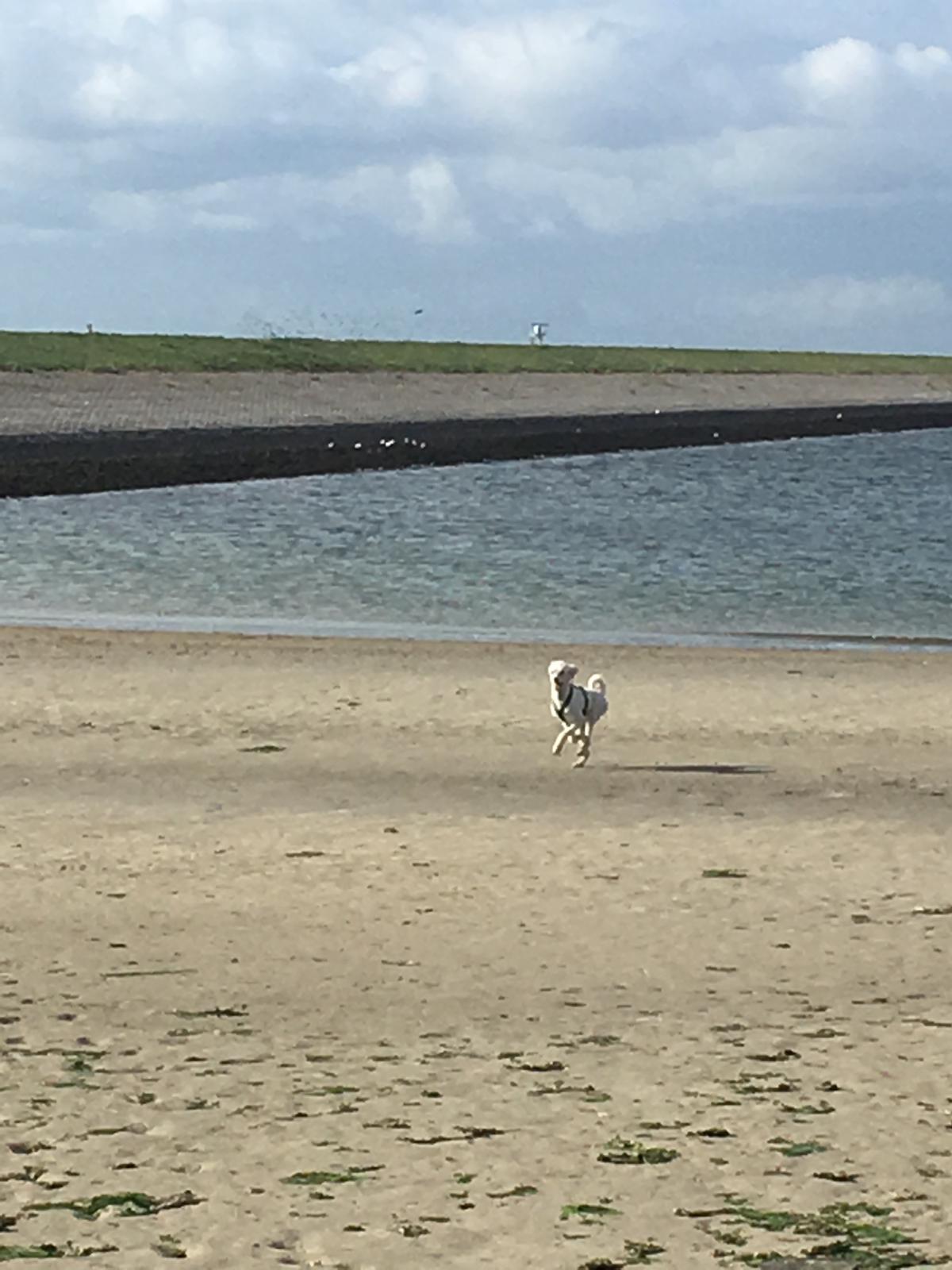 Kleiner Strand von Stavenisse 