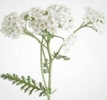 Achillea millefolium