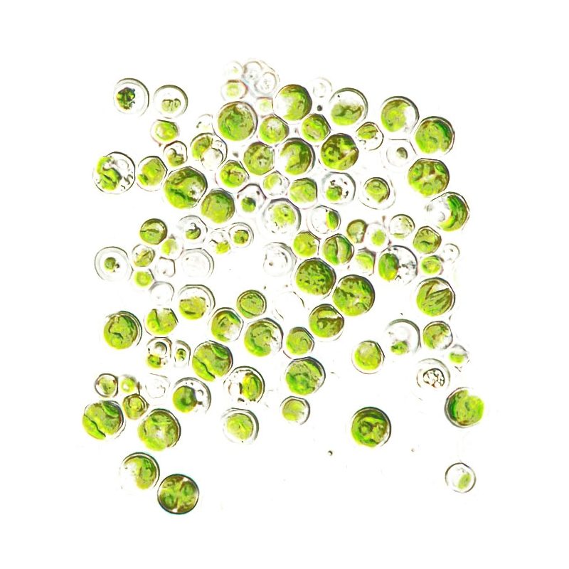 Chlorella das Entgiftungswunder