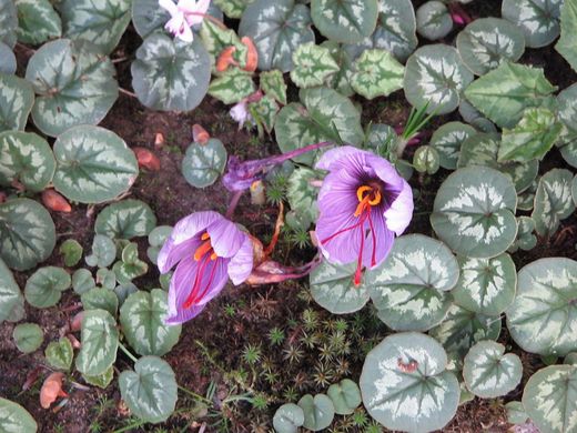 Crocus Sativus "Saffraan" heeft vele nuttige uitwerkingen bij therapeutisch gebruik. Kan ingezet worden bij hormonale stoornissen, depressie, stemmingsproblemen, zwakke lymfestroming,.. tevens anti-oxidant & afrodisiacum