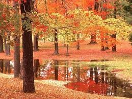 L'autunno genera affaticamento, malinconia, cali di memoria e disturbi virali; aiutiamoci con la natura: ecco i consigli per affrontare l'autunno al top.