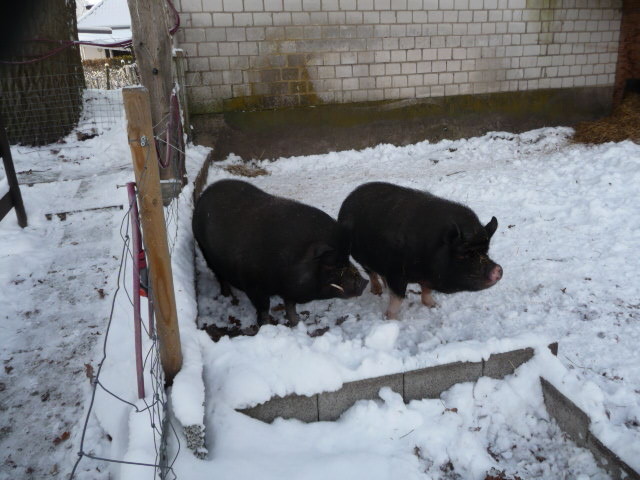 ....auch Minischweine mögen "Schnee!"