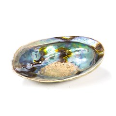 Regenbogen Abalone