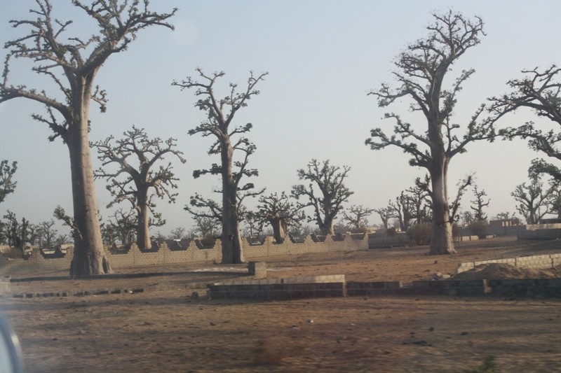 champ de baobabs dans des terrains où les maisons n'ont que les fondations