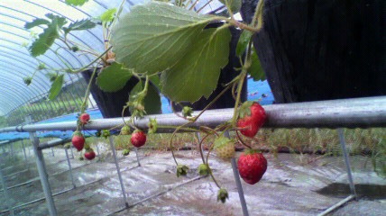 なかはた農園　イチゴポット