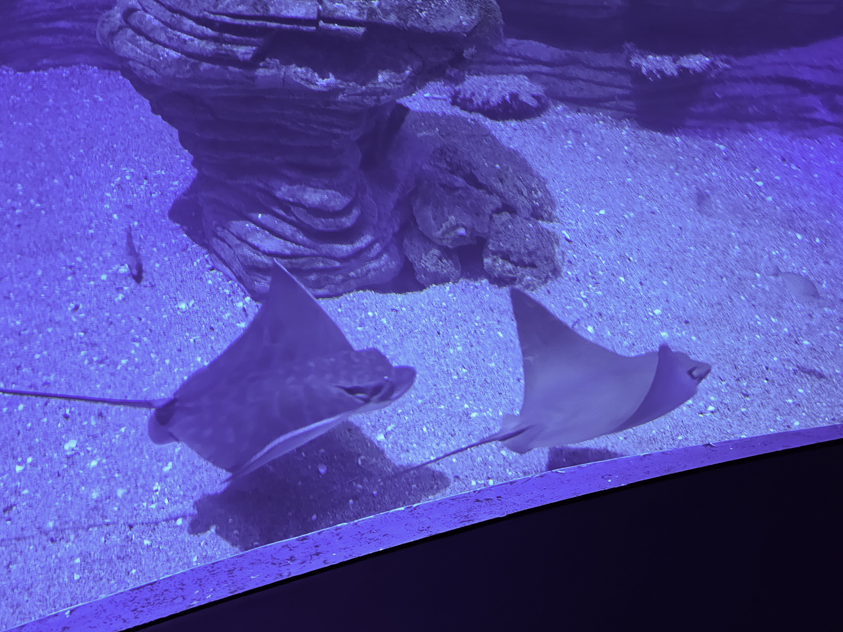 Bild: im L´Oceanogràfic in Valencia