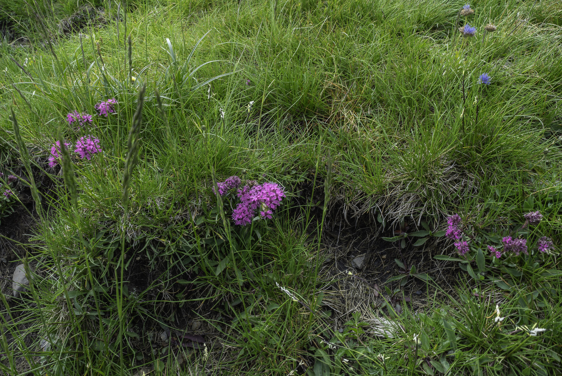 Bild: Flora bei einer Wanderung im oberen Teil des Cirque de Troumouse