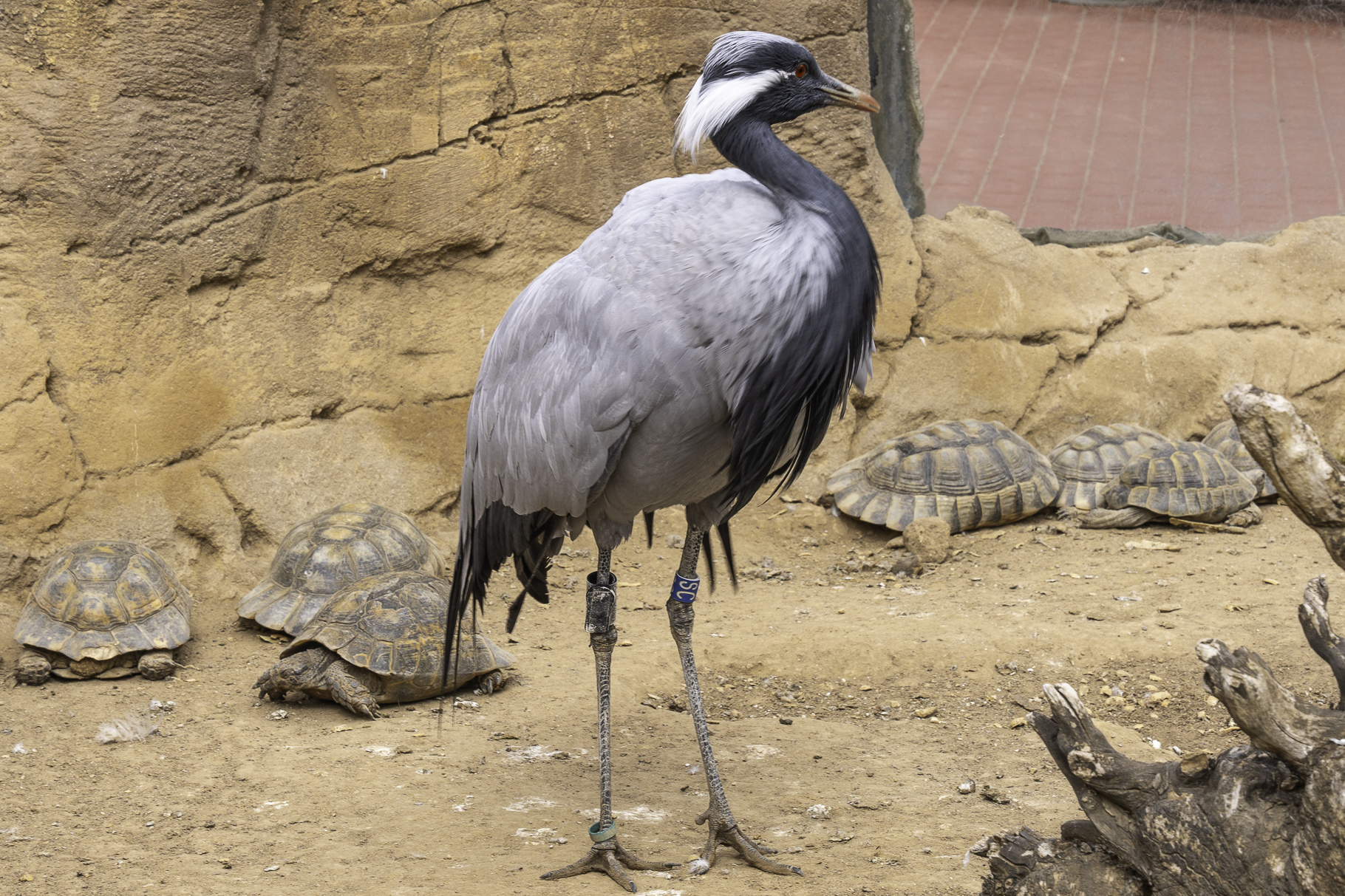 Bild: im L´Oceanogràfic in Valencia