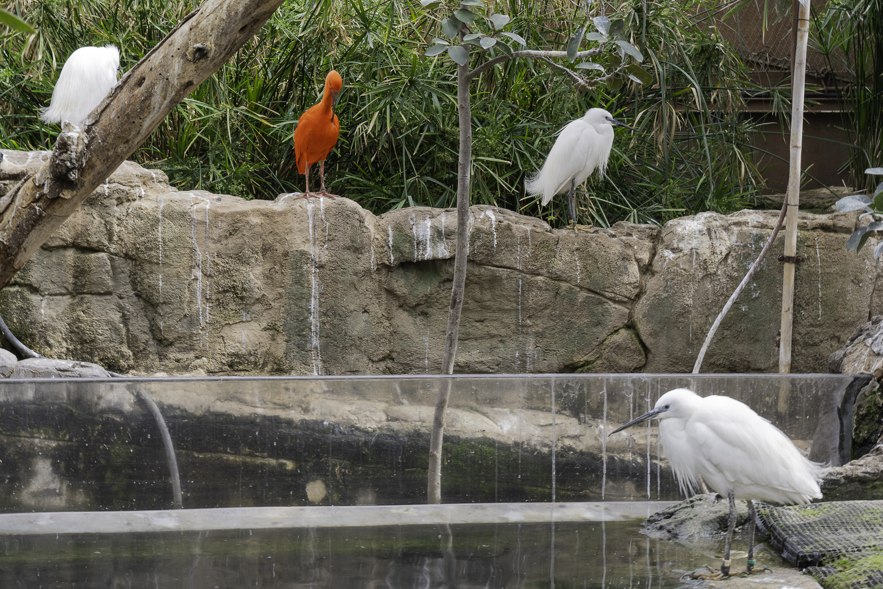 Bild: im L´Oceanogràfic in Valencia