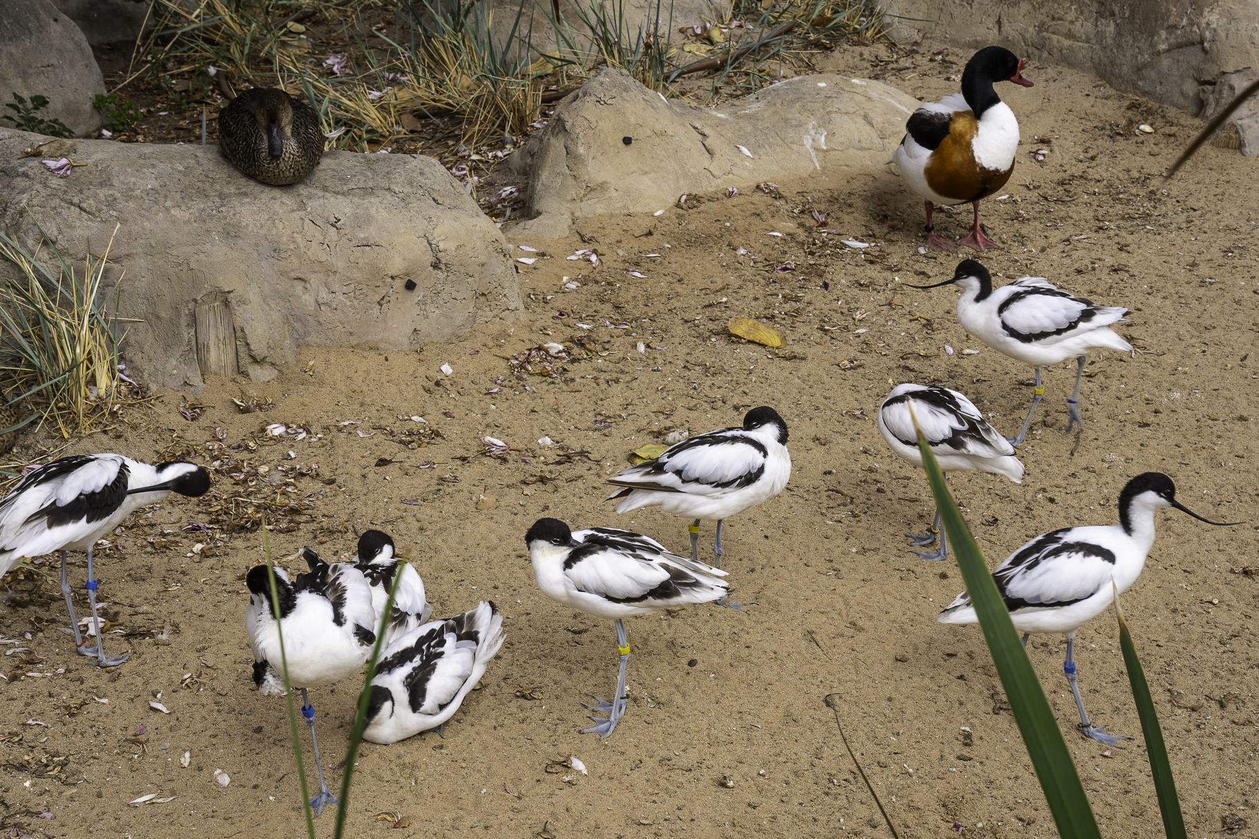 Bild: im L´Oceanogràfic in Valencia