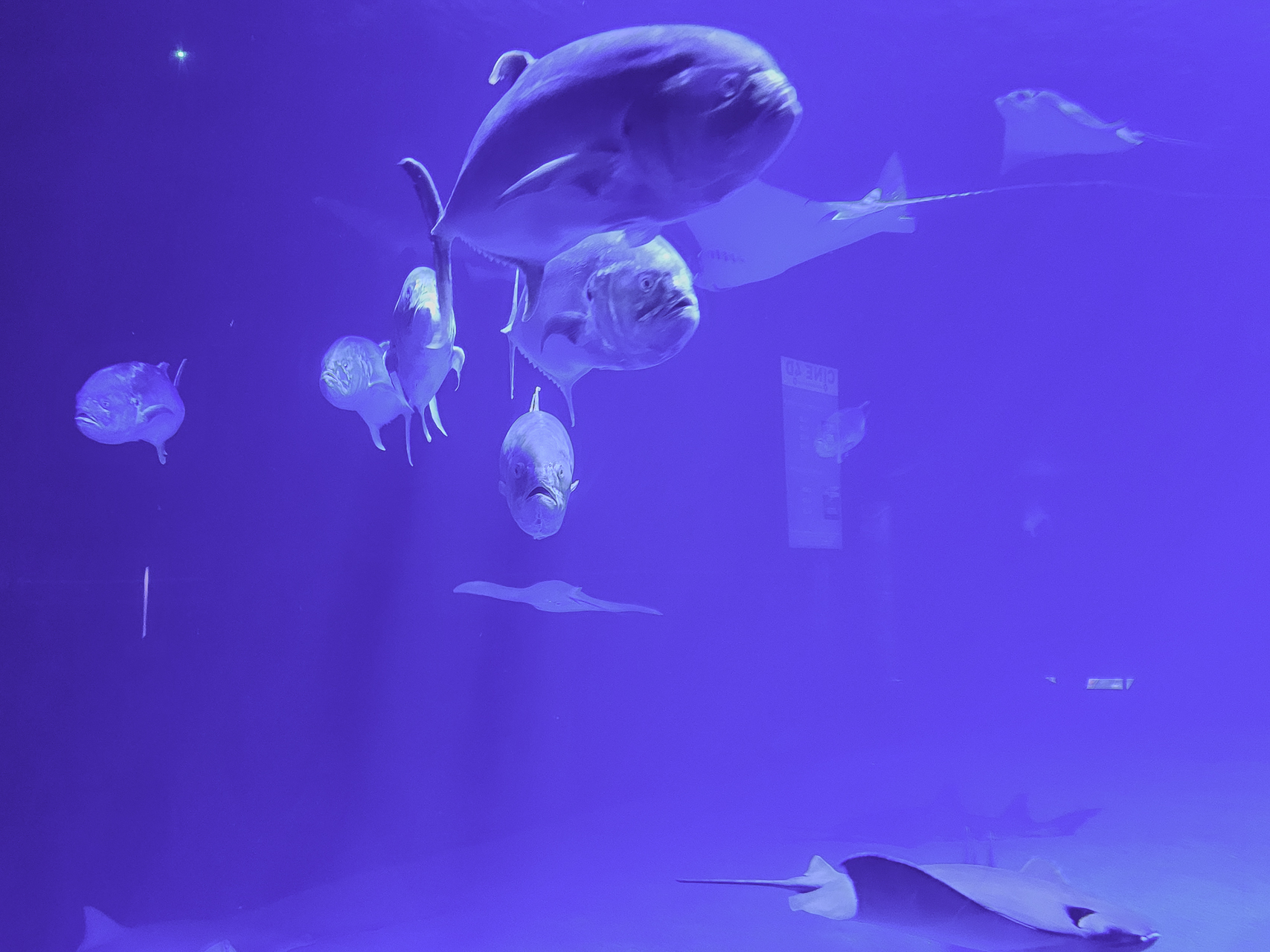 Bild: im L´Oceanogràfic in Valencia