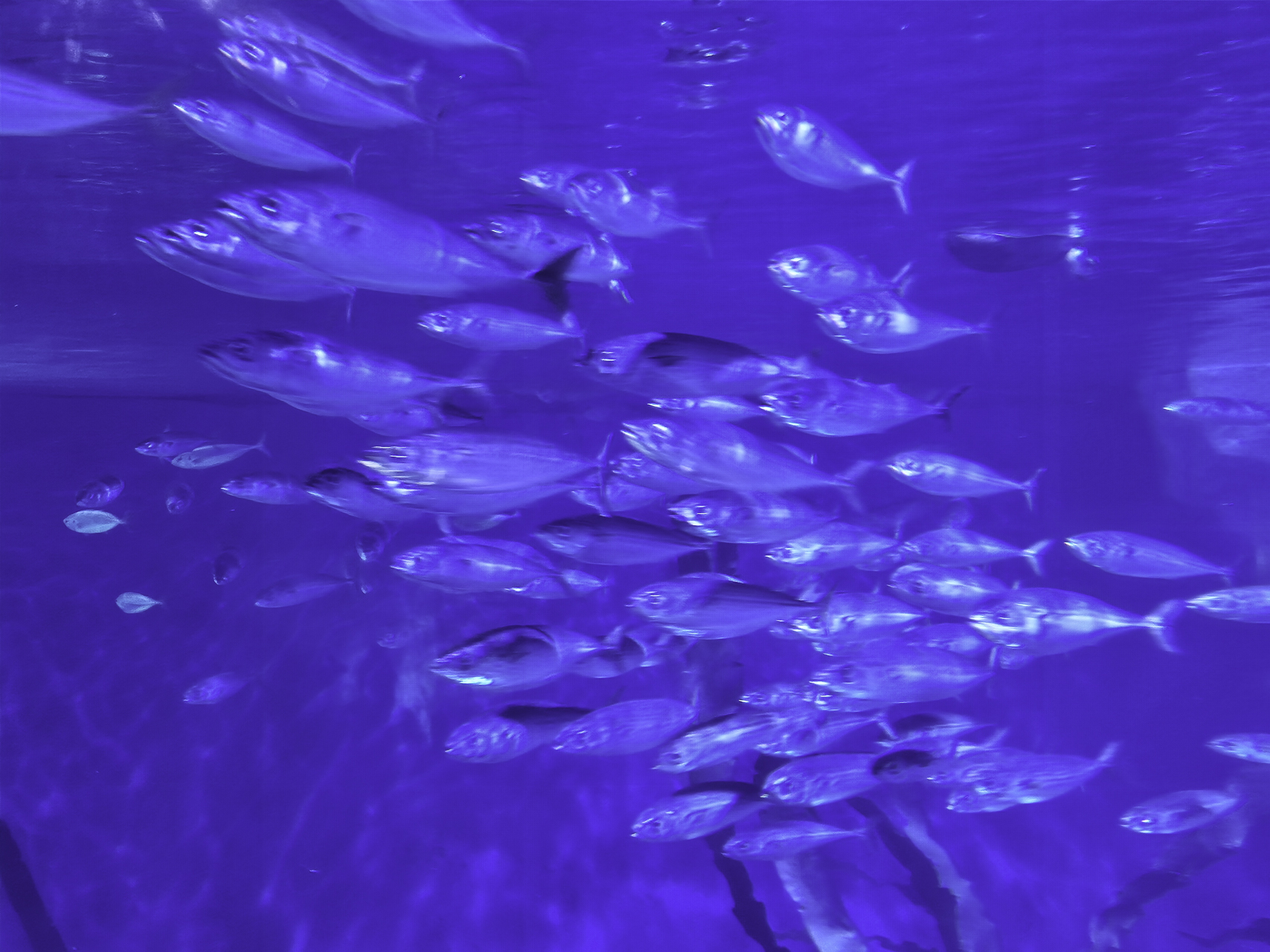 Bild: im L´Oceanogràfic in Valencia