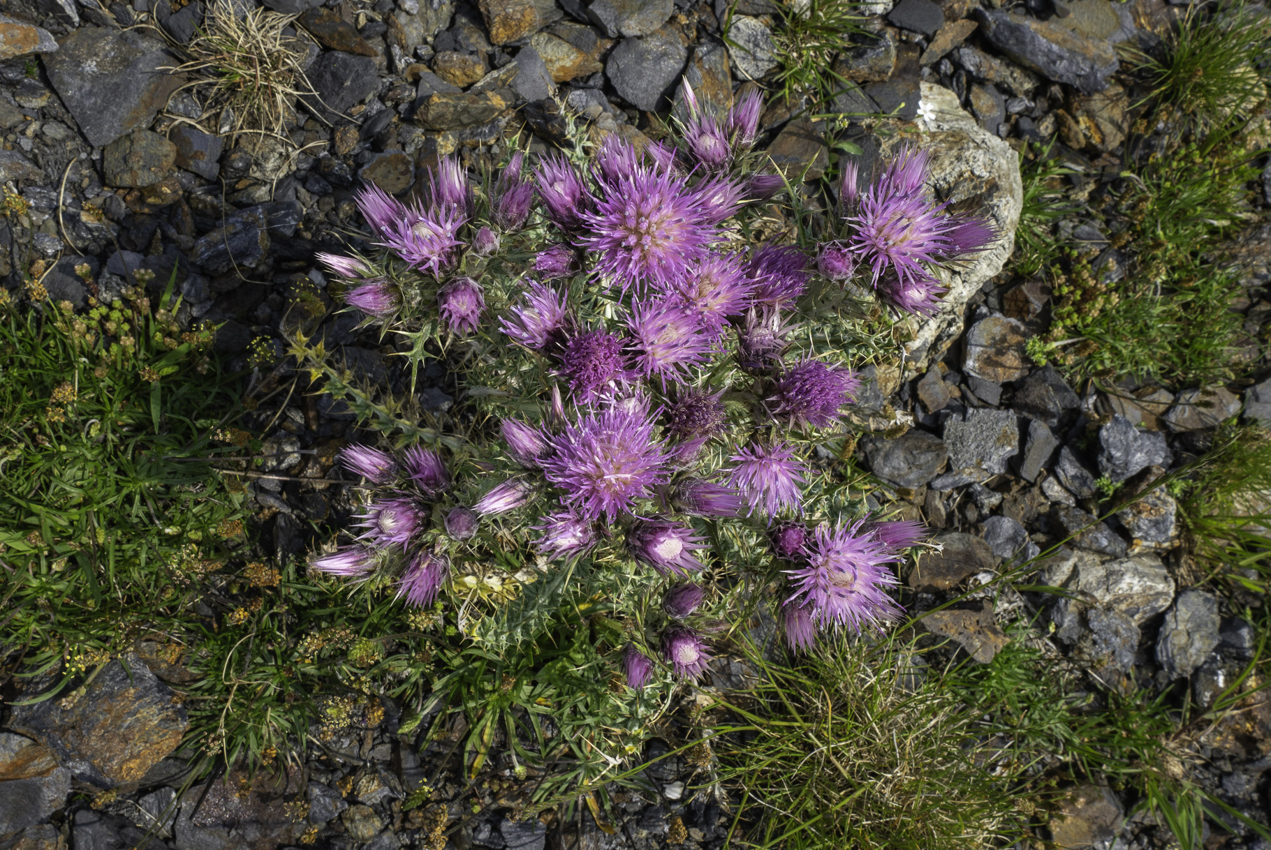 Bild: Flora bei einer Wanderung im oberen Teil des Cirque de Troumouse