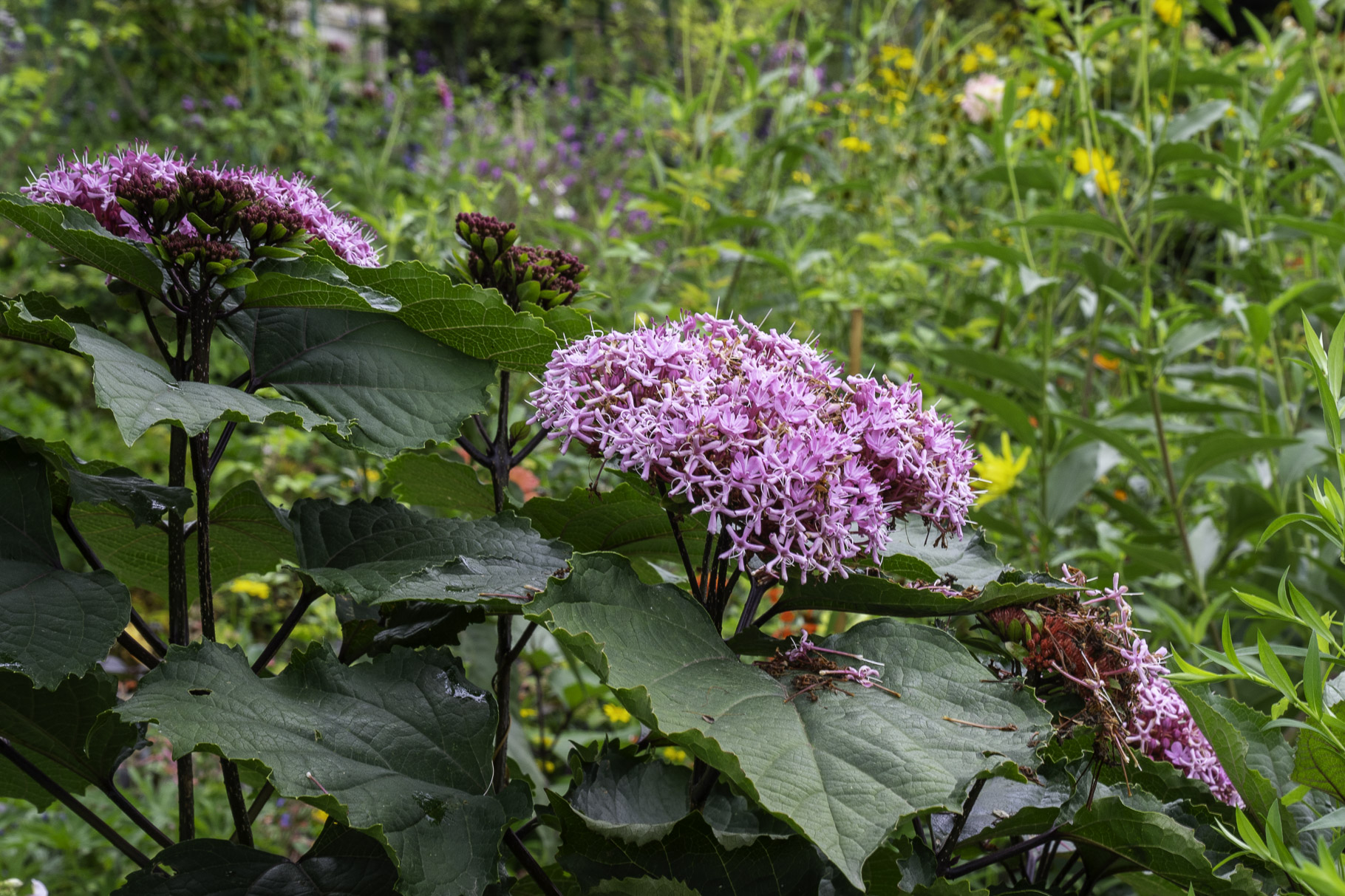 Bild: Im Blumengarten von Claude Monet in Giverny 