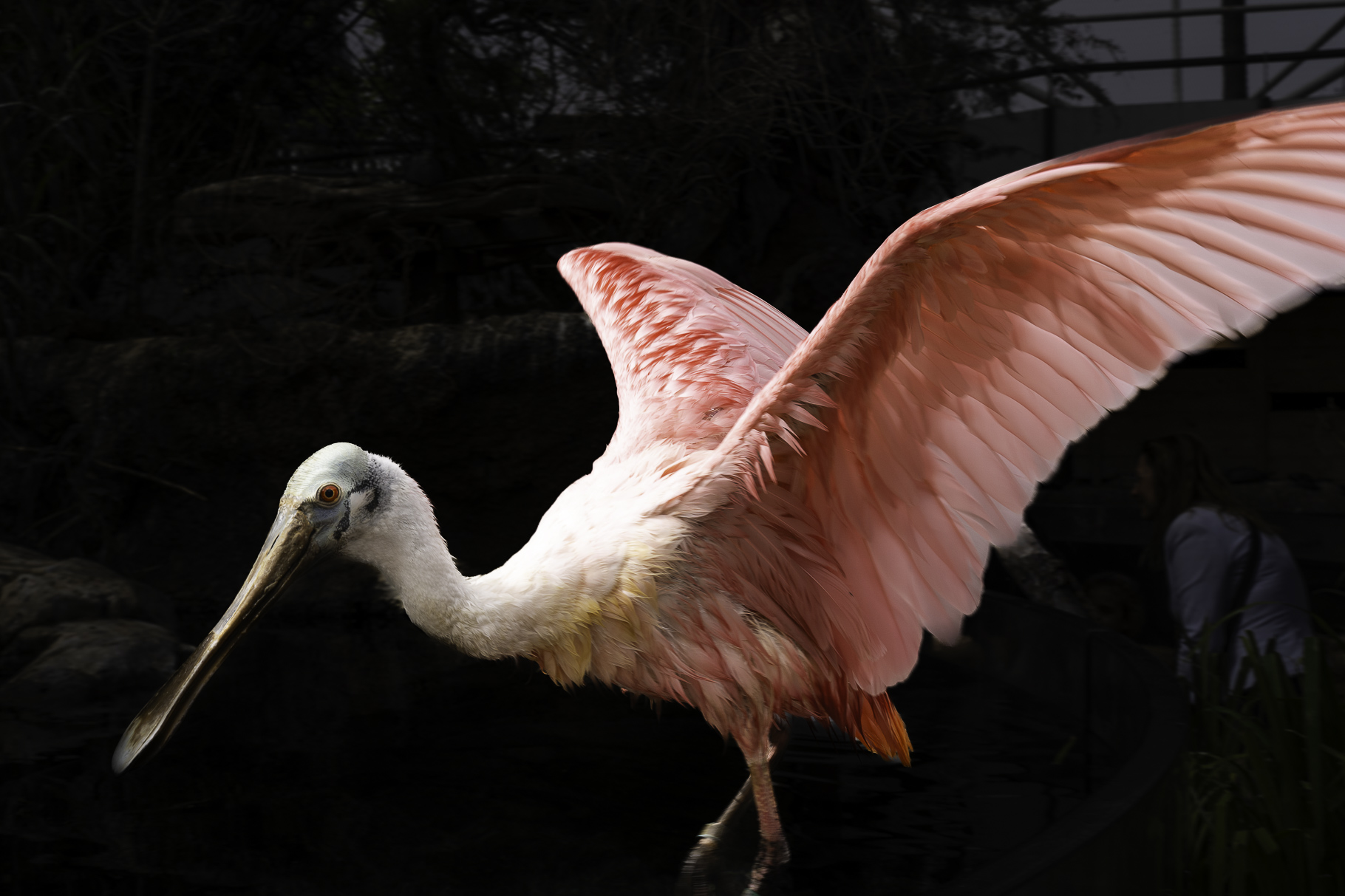 Bild: im L´Oceanogràfic in Valencia