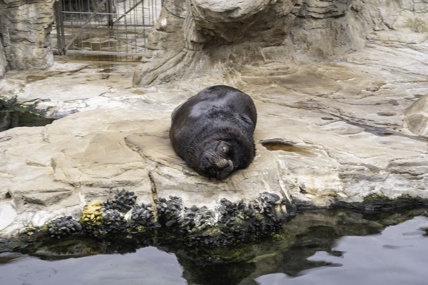Bild: im L´Oceanogràfic in Valencia