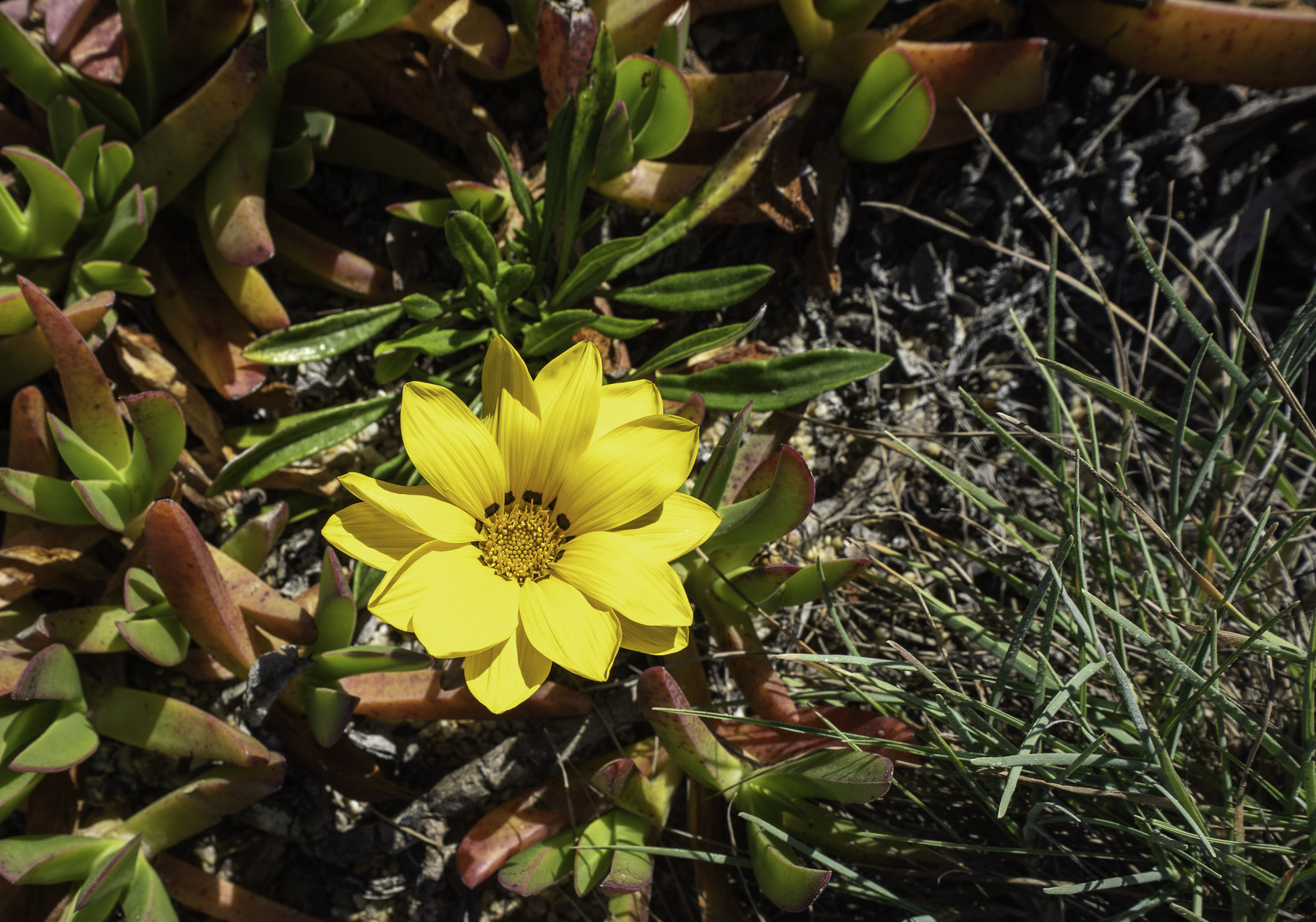 Bild: Blumen an den Stränden von Porto Covo in Portugal