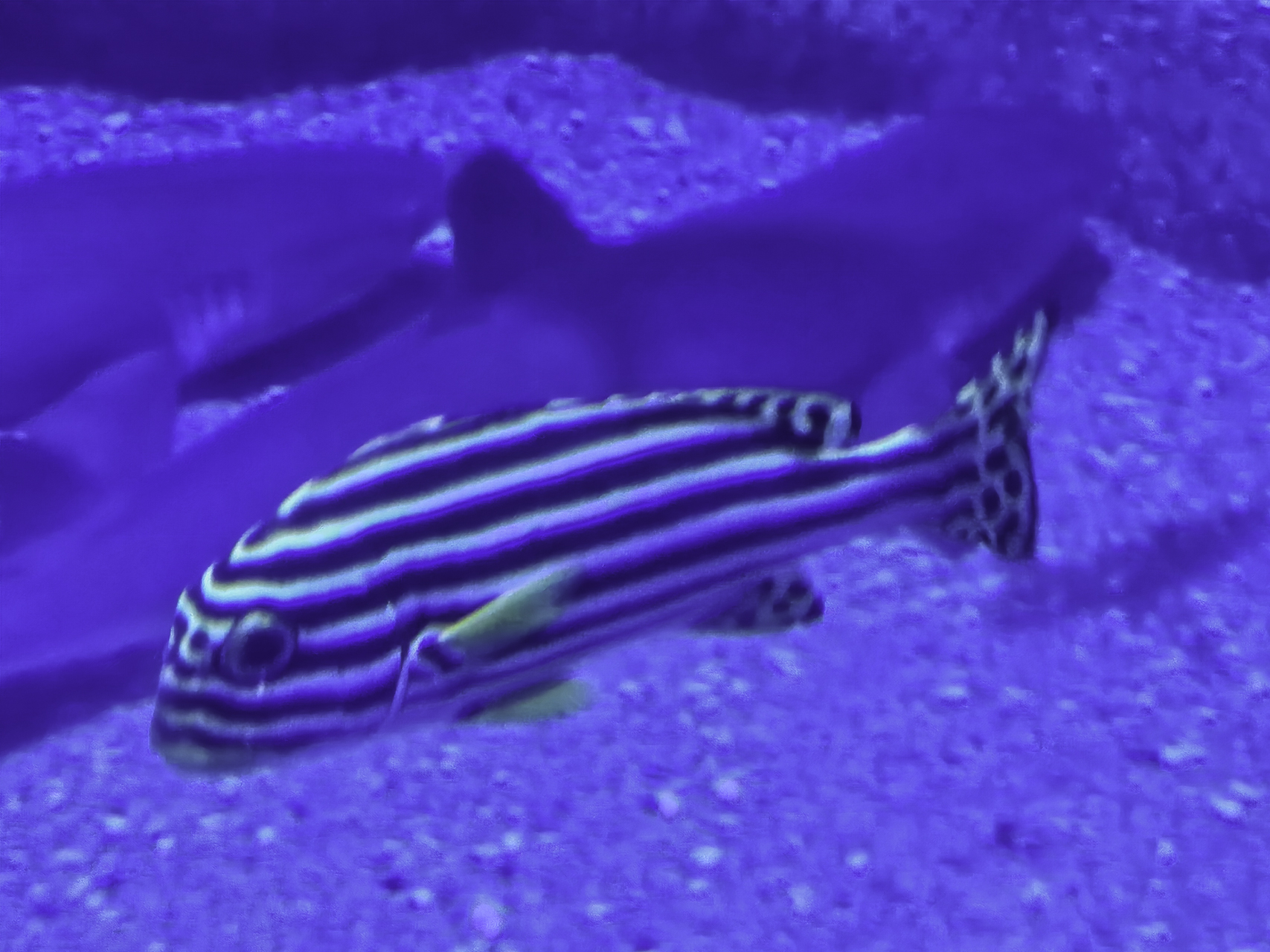 Bild: im L´Oceanogràfic in Valencia
