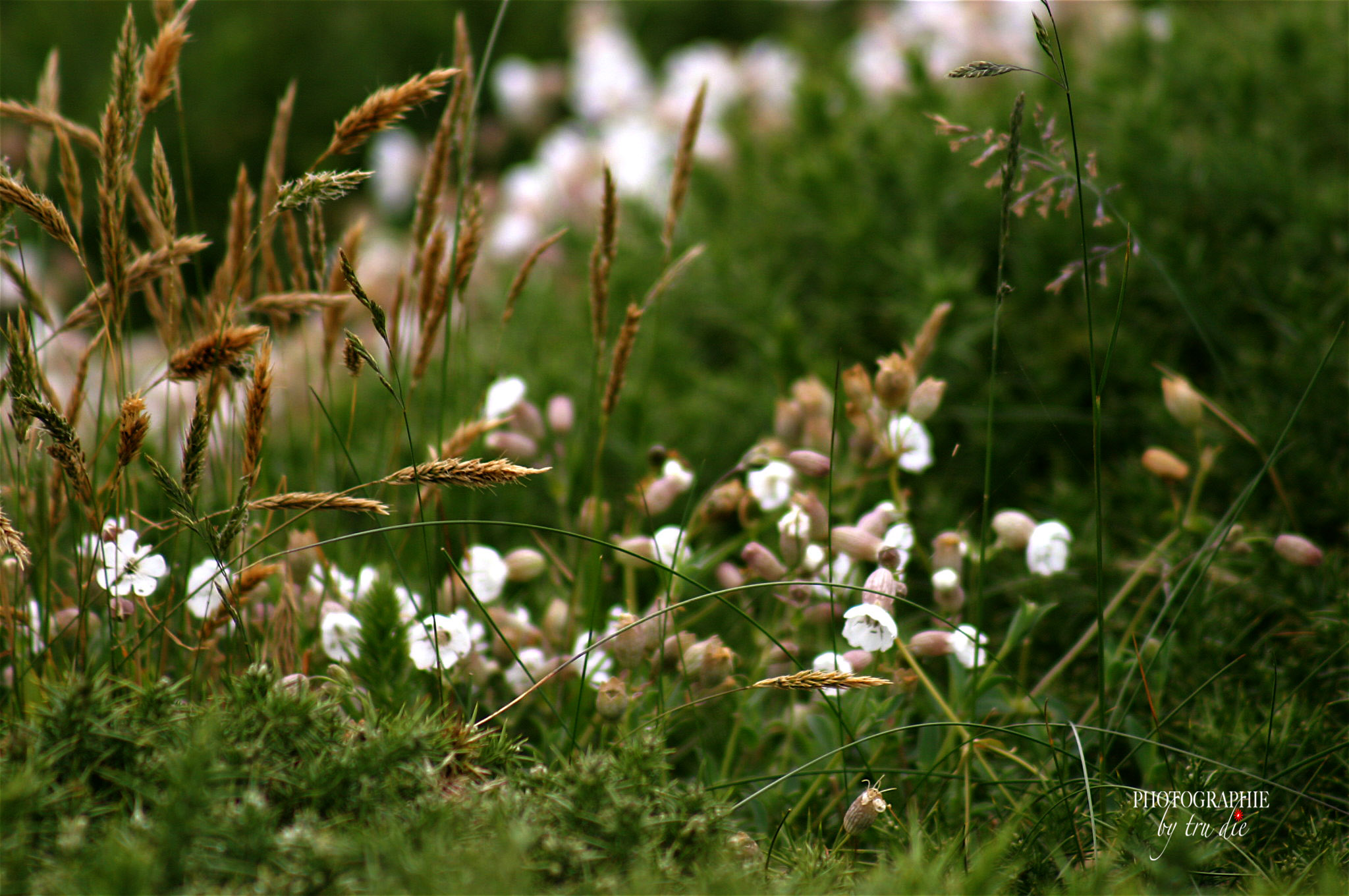 Bild: Blüte am Cap Fréhel - Bretagne 