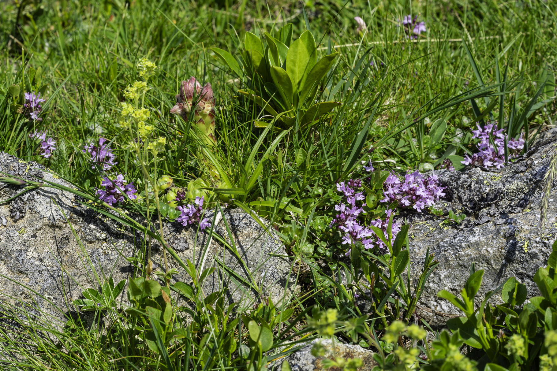 Bild: Flora bei einer Wanderung im oberen Teil des Cirque de Troumouse