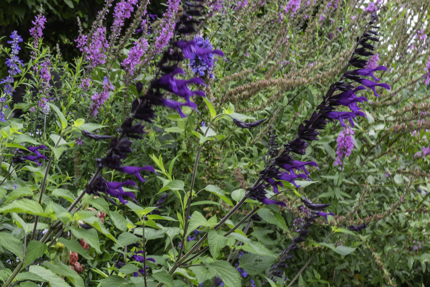 Bild: Im Blumengarten von Claude Monet in Giverny 