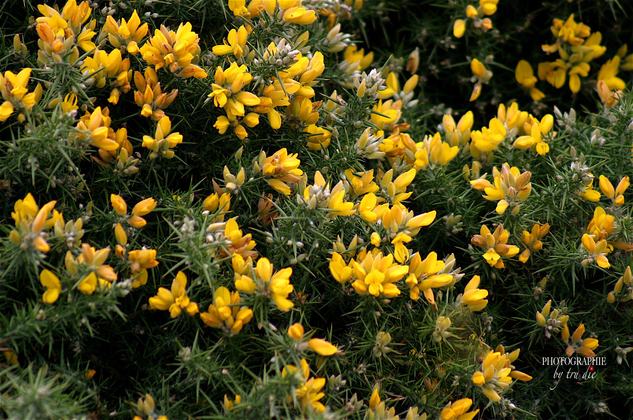 Bild: Blüte am Cap Fréhel - Bretagne