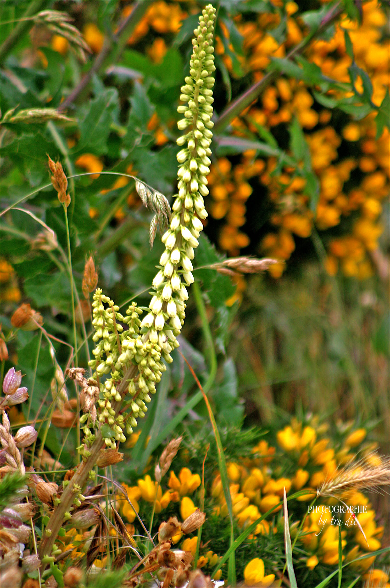 Bild: Blüte am Cap Fréhel - Bretagne 