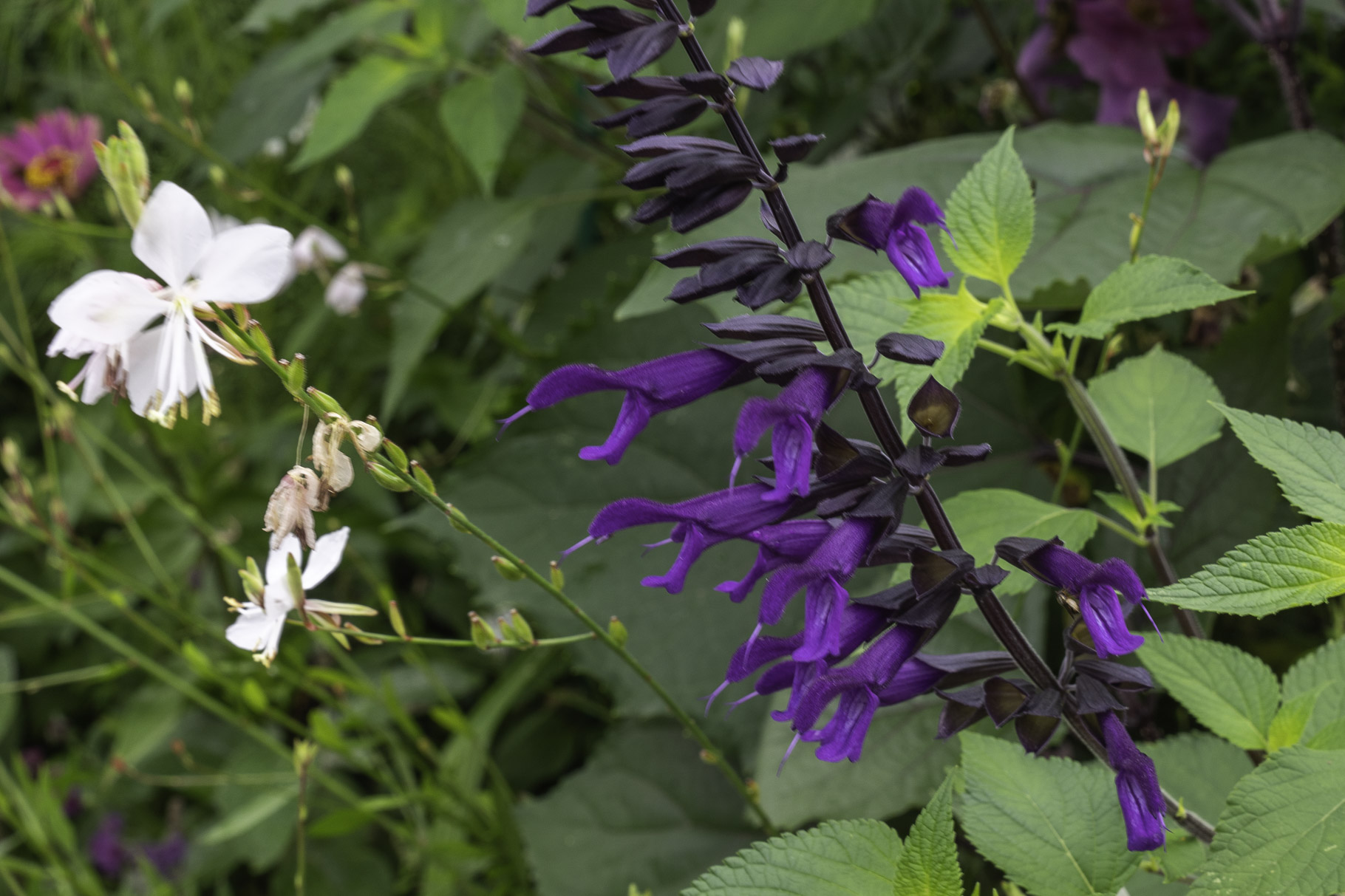 Bild: Im Blumengarten von Claude Monet in Giverny 