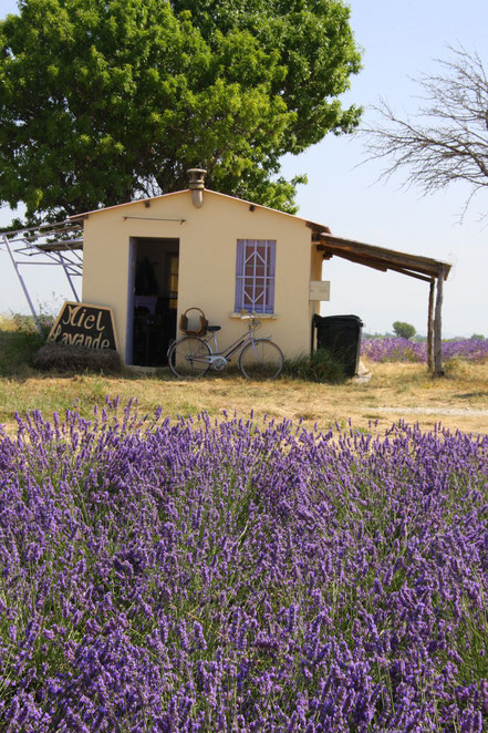 Bild: Lavendeltour hier Plateau Valensole