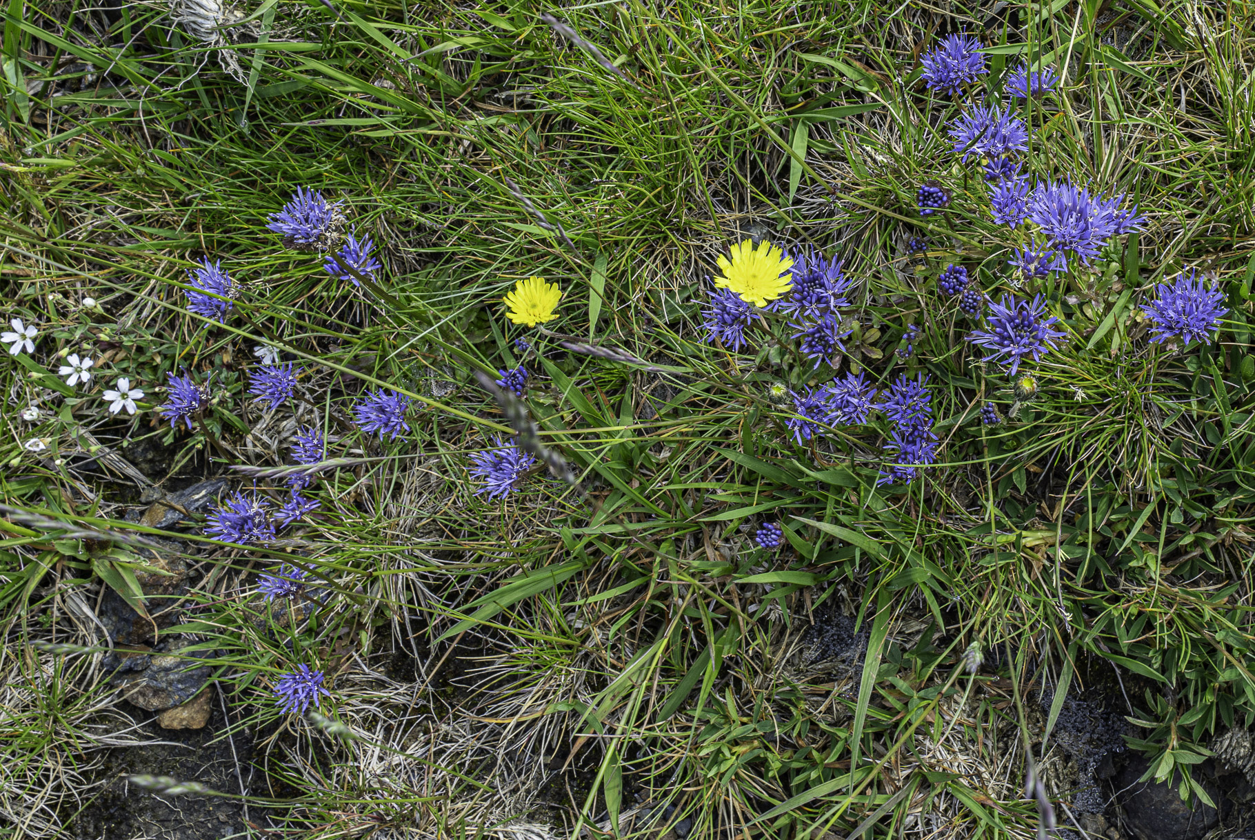 Bild: Flora bei einer Wanderung im oberen Teil des Cirque de Troumouse