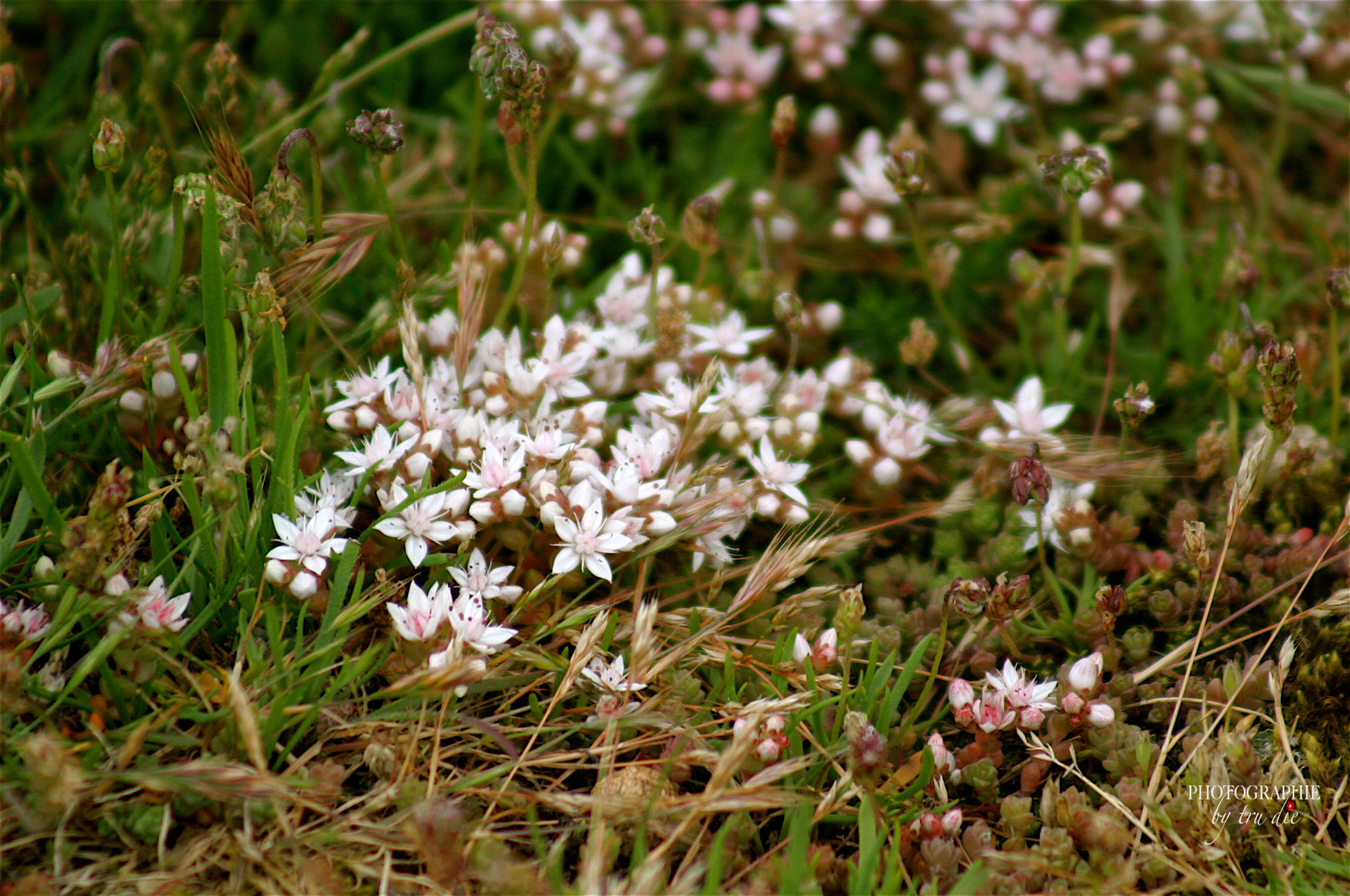 Bild: Blüte am Cap Fréhel - Bretagne 