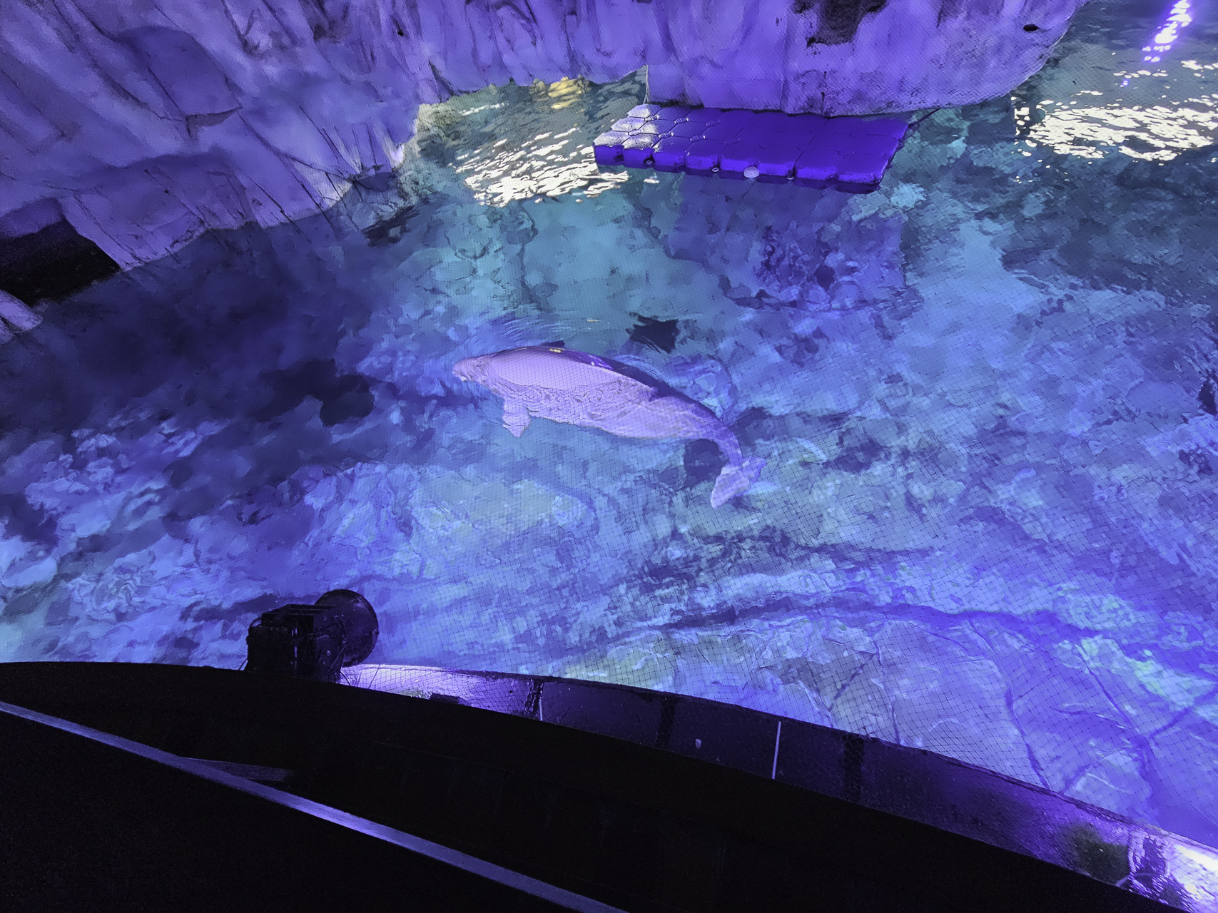 Bild: im L´Oceanogràfic in Valencia