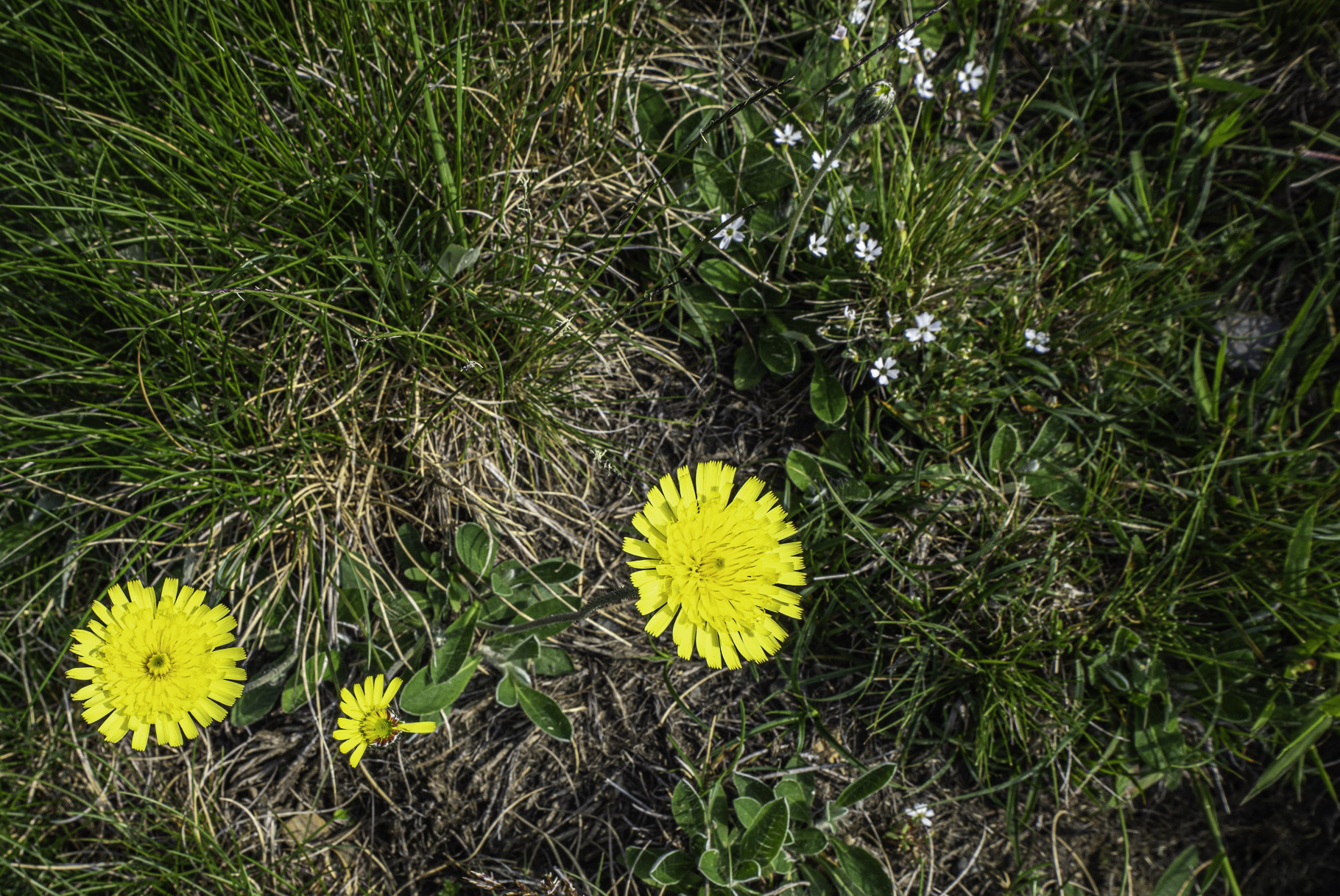 Bild: Flora bei einer Wanderung im oberen Teil des Cirque de Troumouse