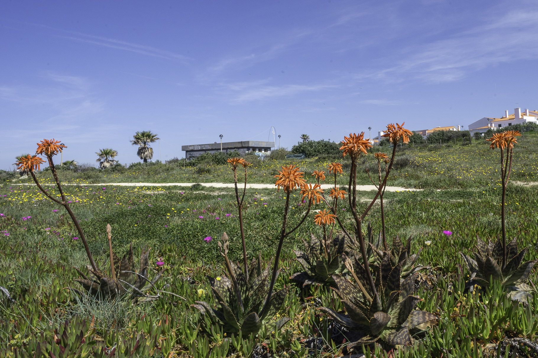 Bild: Blumen an den Stränden von Porto Covo in Portugal 