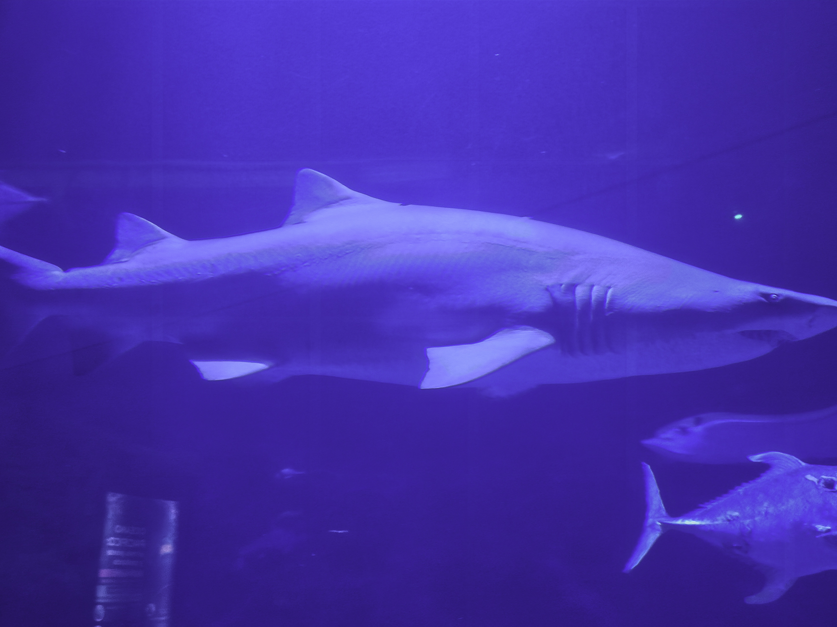 Bild: im L´Oceanogràfic in Valencia