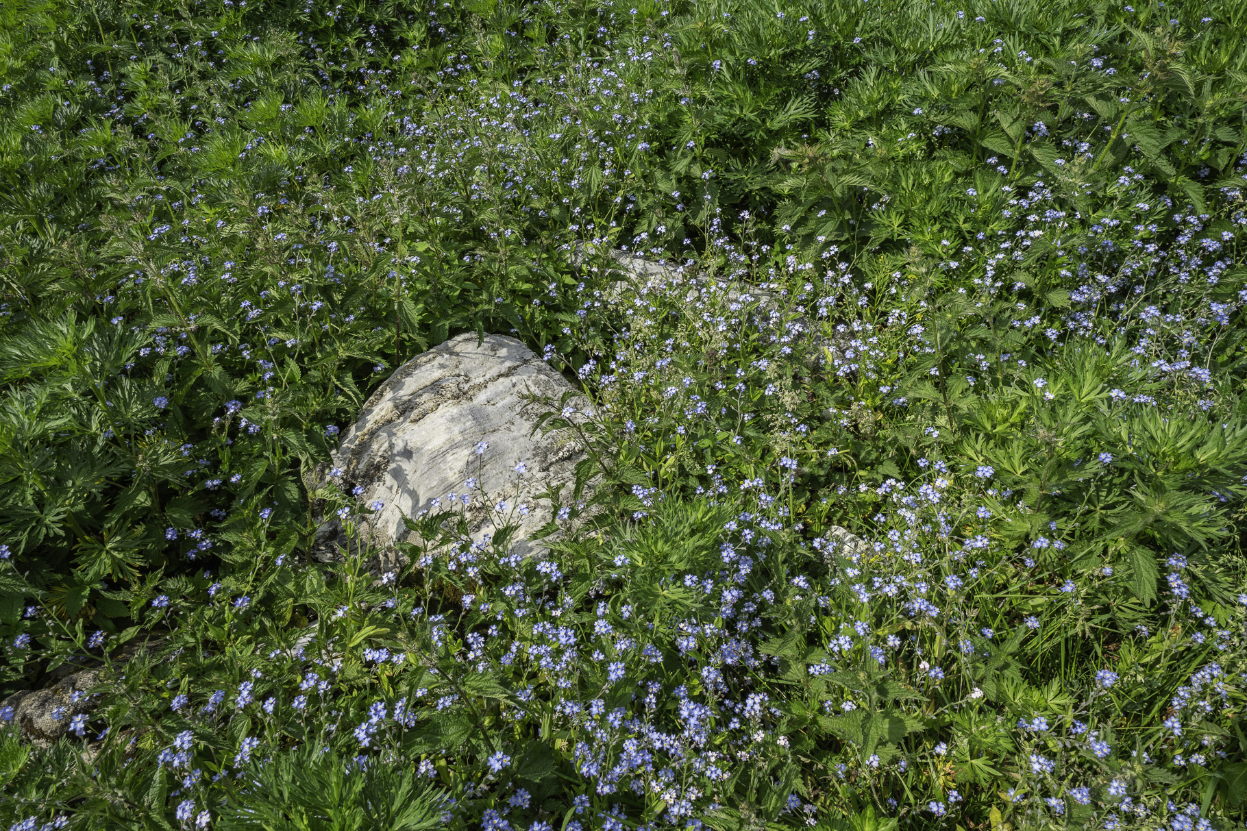 Bild: Flora bei einer Wanderung im oberen Teil des Cirque de Troumouse