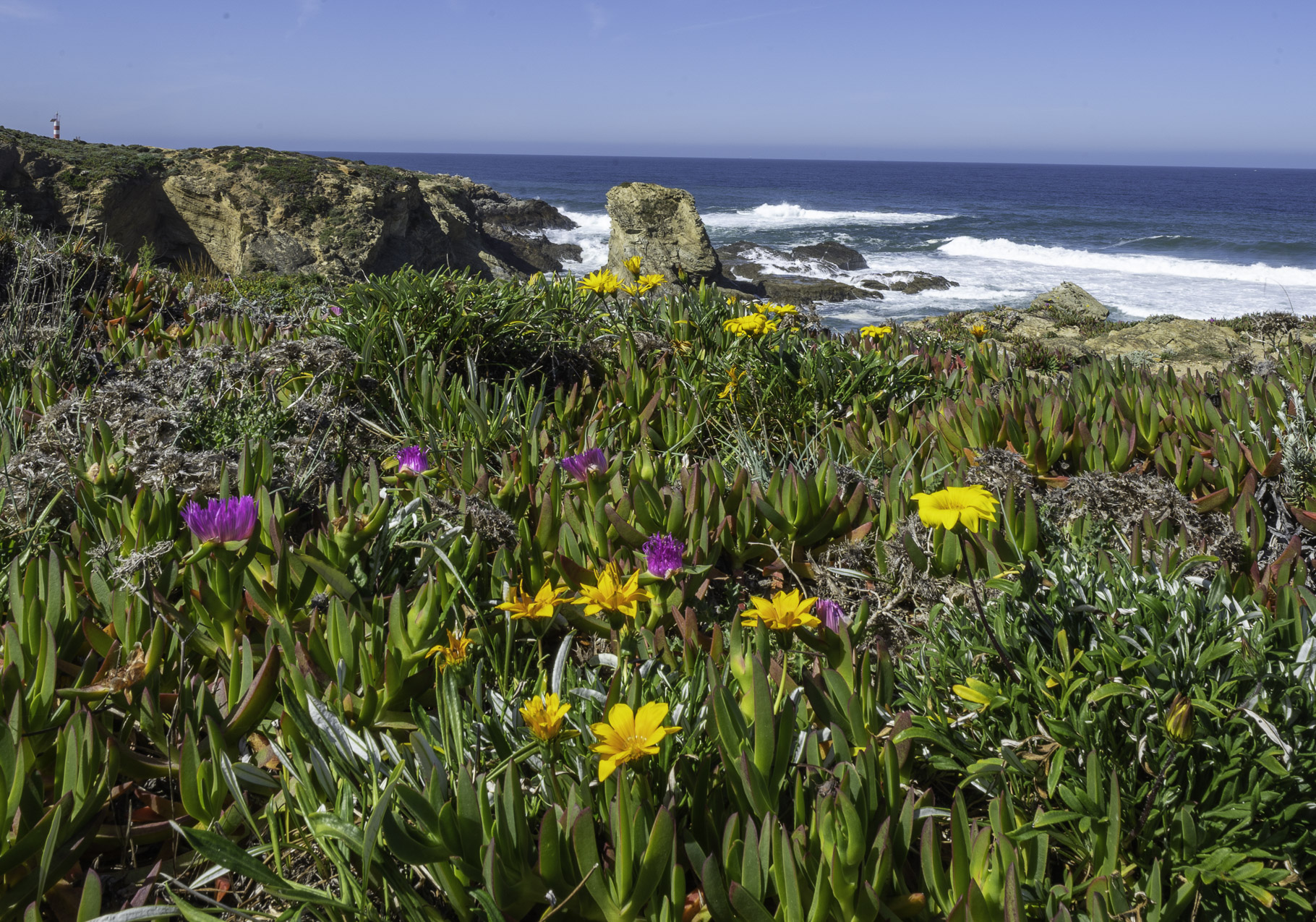 Bild: Blumen an den Stränden von Porto Covo in Portugal 