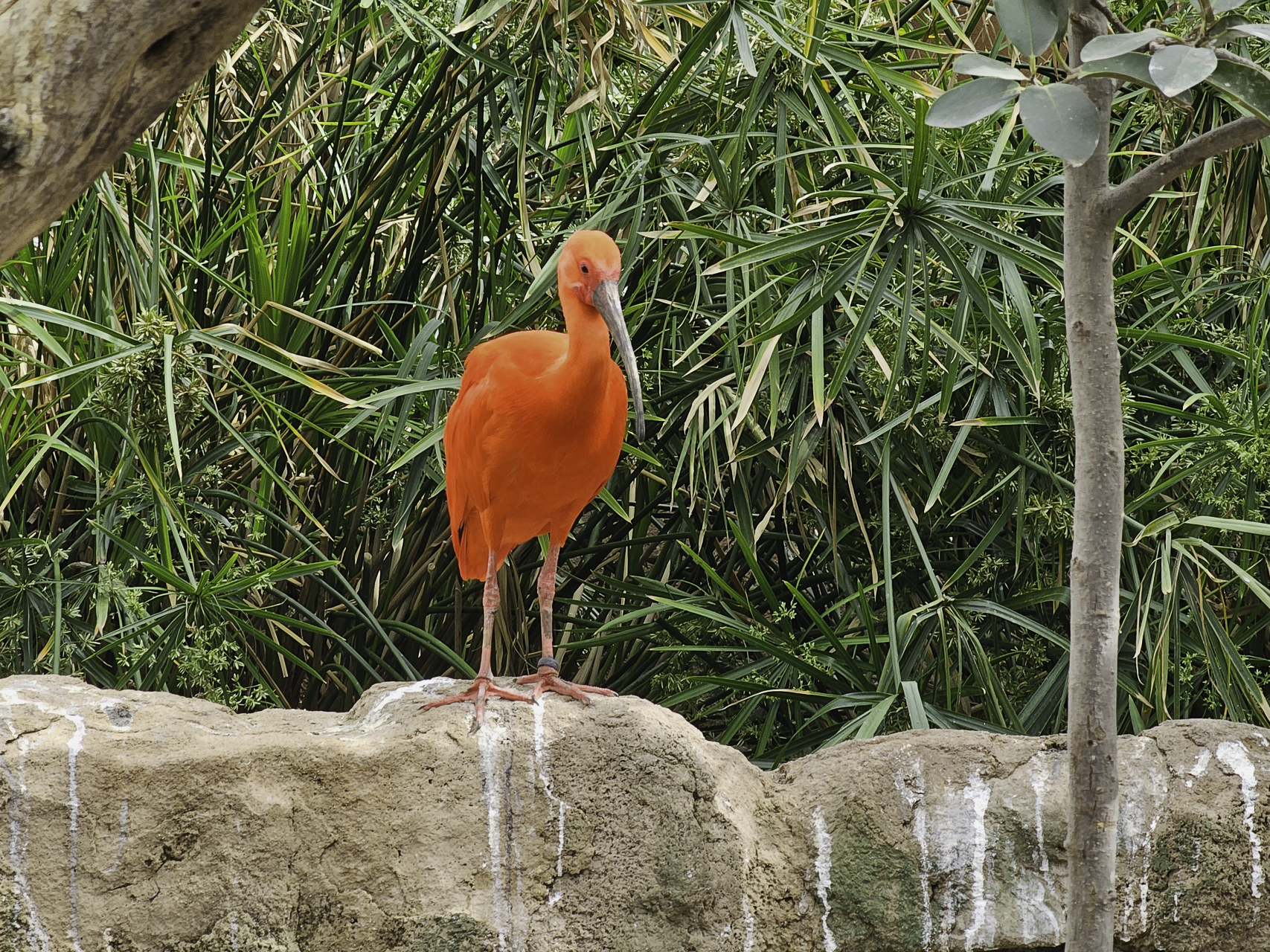 Bild: im L´Oceanogràfic in Valencia