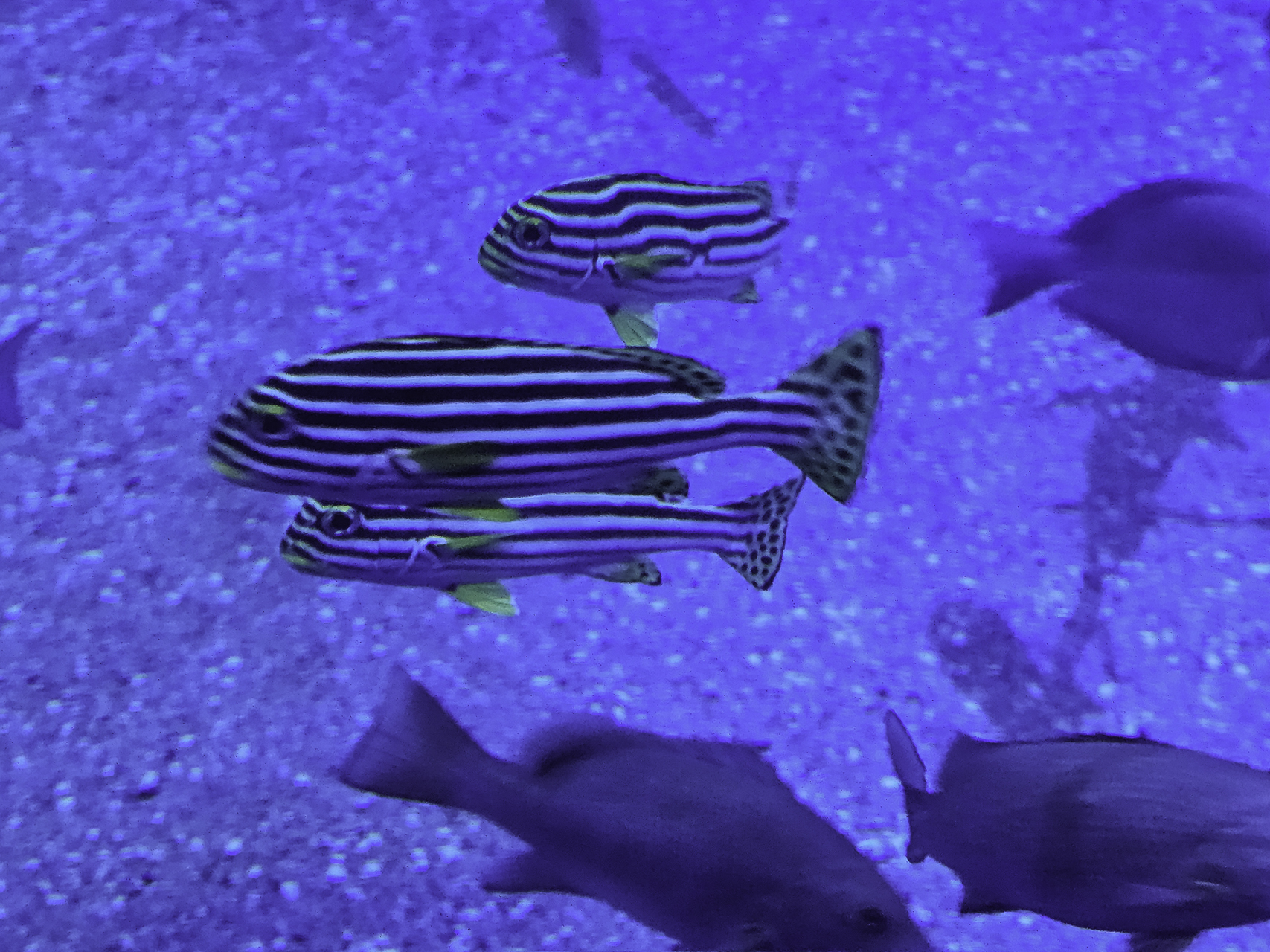 Bild: im L´Oceanogràfic in Valencia