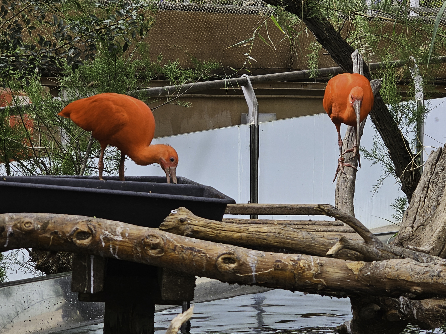 Bild: im L´Oceanogràfic in Valencia