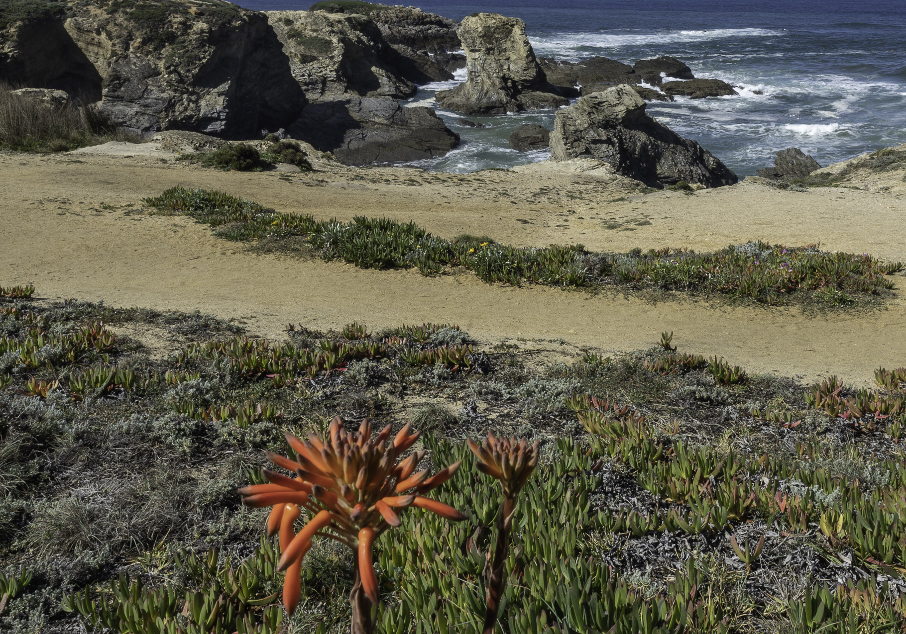 Bild: Blumen an den Stränden von Porto Covo in Portugal 